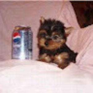 Meet your Posher, Myisha